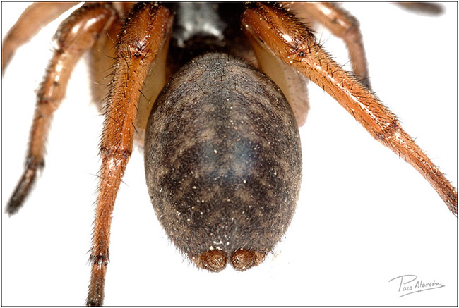 Iberesia machadoi