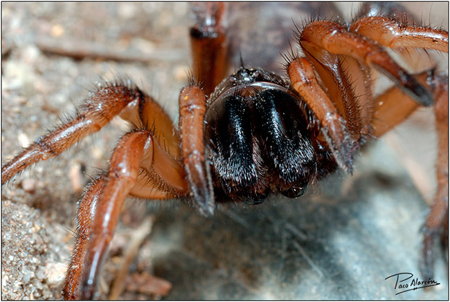 Iberesia machadoi