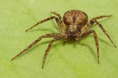 Philodromidae sin determinar