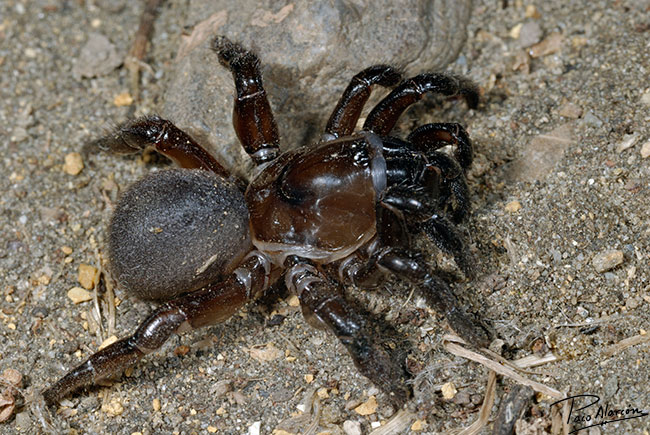 Ummidia aedificatoria