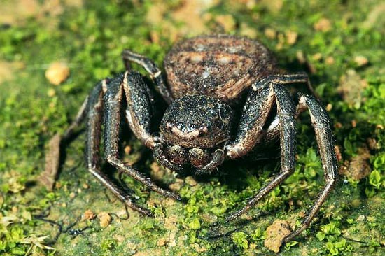 Xysticus sp.