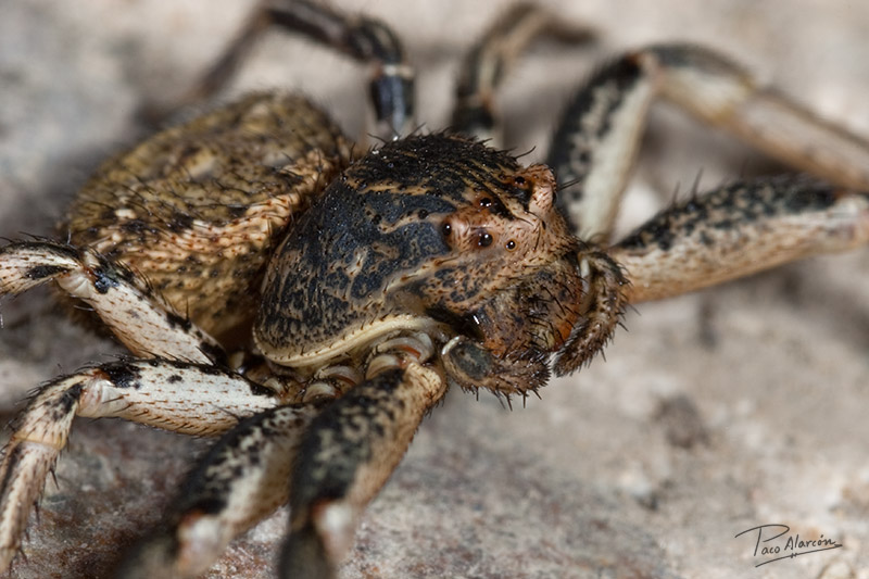 Xysticus bufo