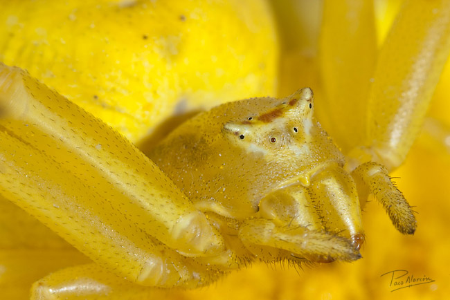 Thomisus onustus