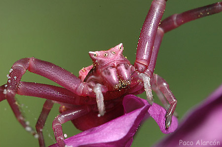 Thomisus onustus