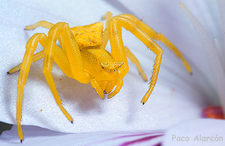 Thomisus onustus