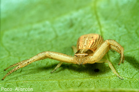 Runcinia grammica