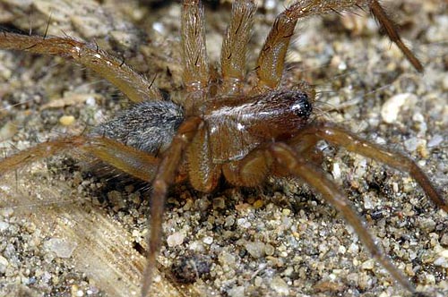 Lycosoides coarctata