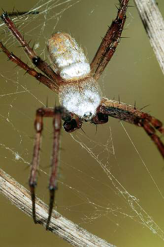 Argiope trifasciata
