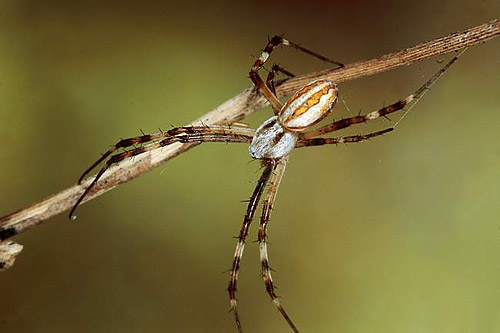 Argiope lobata
