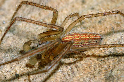 Larinia lineata