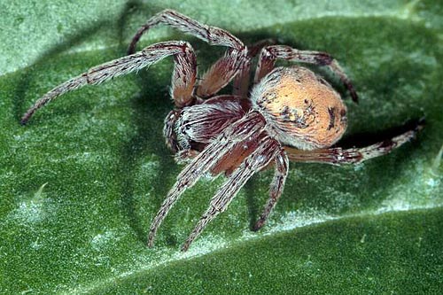 Larinioides suspicanx