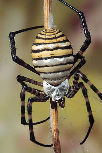 Argiope trifasciata