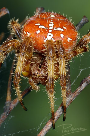 Araneus palidus