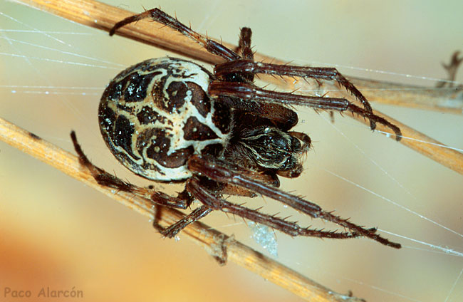 Larinioides sp.