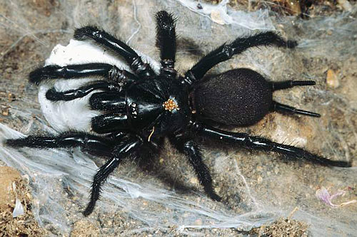 Macrothele calpeiana