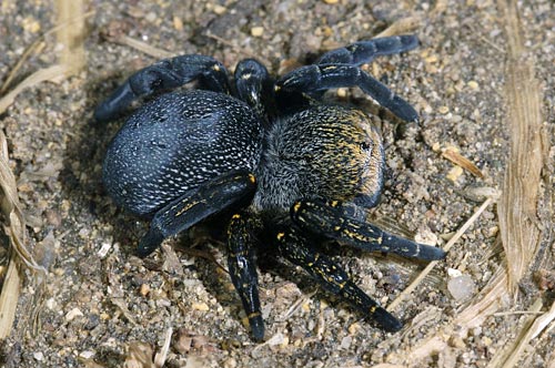 Eresus cinnaberinus