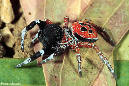 Eresus cinnaberinus