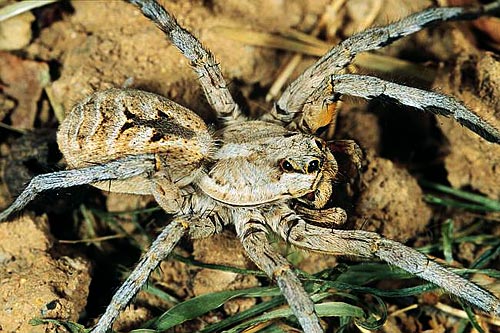Lycosa tarantula