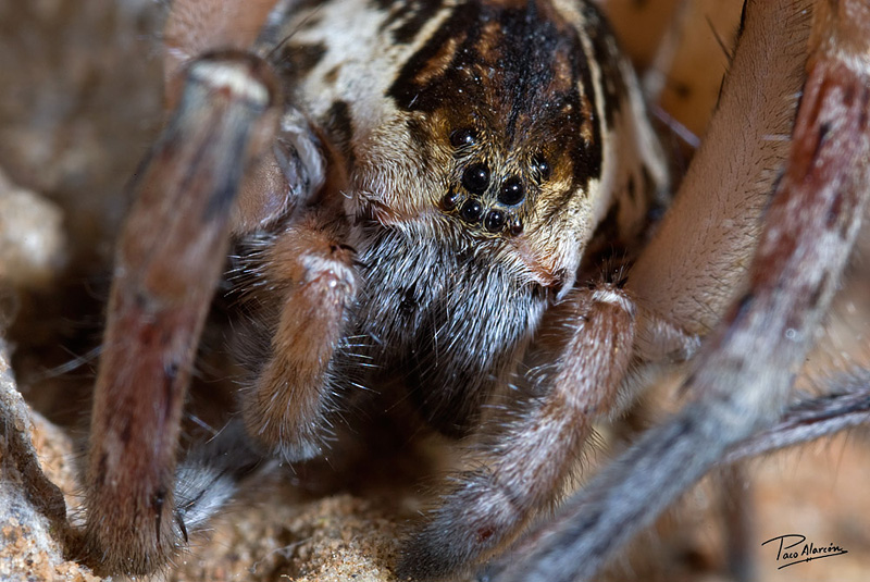 Arctosa personata