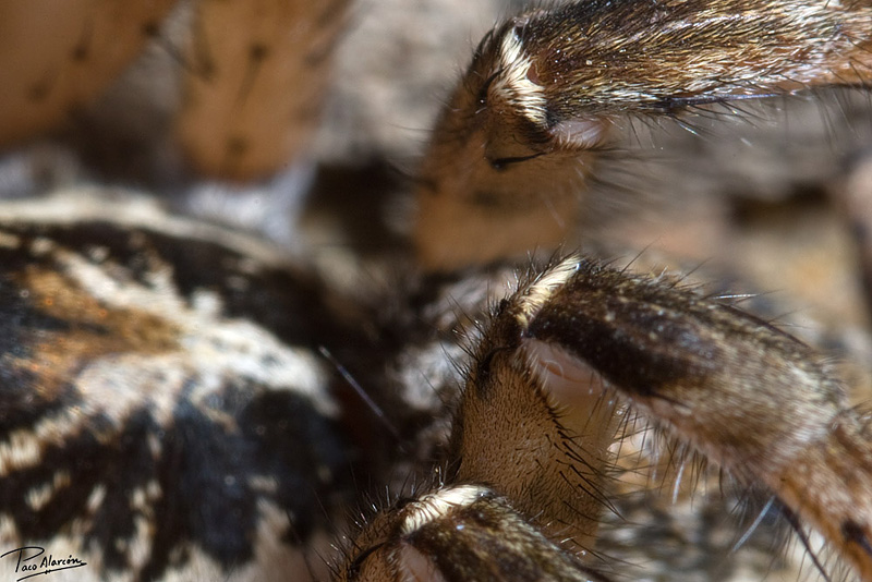 Arctosa personata