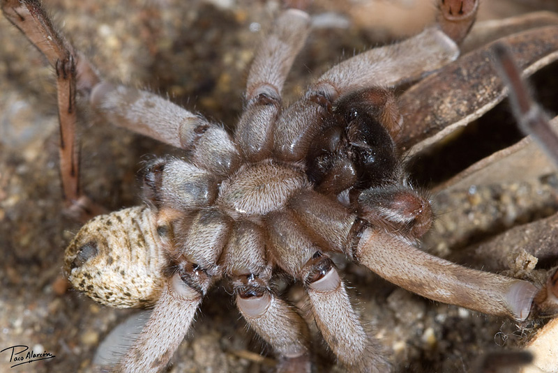 Arctosa personata