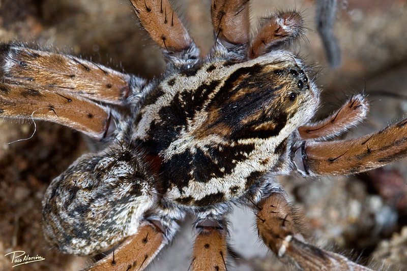 Arctosa personata