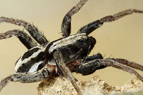 Alopecosa albofasciata
