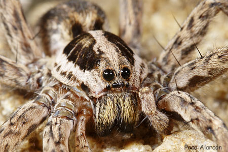 Hogna radiata