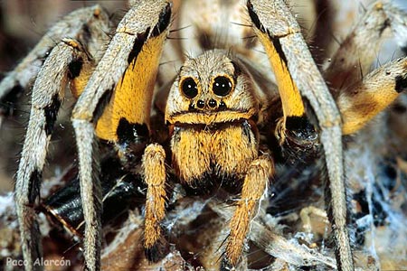 Lycosa tarantula