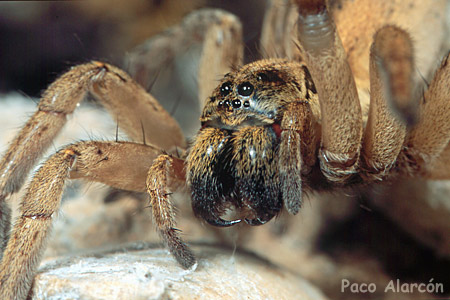 Hogna radiata
