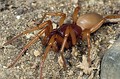 Dysdera sp.