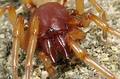 Dysdera sp.
