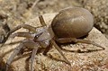 Filistata insidiatrix Filistata insidiatrix