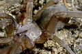 Filistata insidiatrix