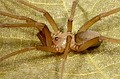 Filistata insidiatrix Filistata insidiatrix
