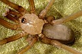 Filistata insidiatrix Filistata insidiatrix