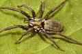 Nomisia sp.