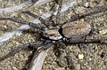 Nomisia sp.