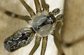 Pholcus phalangioides