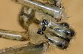 Pholcus phalangioides