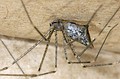 Holocnemus caudatus