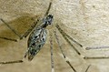 Holocnemus caudatus