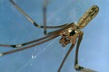 Pholcus phalangioides