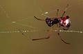 Argyrodes sp.