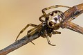 Steatoda triangulosa