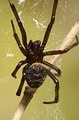 Steatoda paykulliana