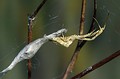 Uloborus walckenaerius