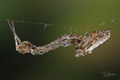 Uloborus pllumipes