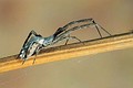 Uloborus walckenaerius