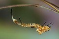 Uloborus plumipes